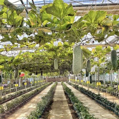 Système hydroponique de fleurs dans la structure en acier Serre en verre flottant avec personnalisation