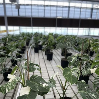 Serre commerciale hydroponique personnalisée de type a pour la culture et l'agriculture des fleurs