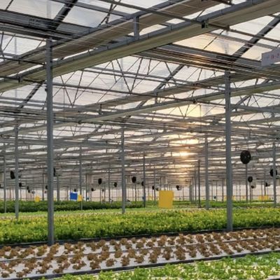 Serre commerciale hydroponique personnalisée de type a pour la culture et l'agriculture des fleurs