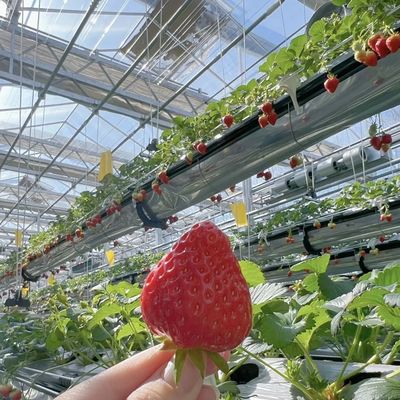 Serre en verre pour les fleurs et les légumes