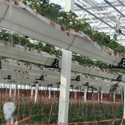 Serre en verre à structure en acier pour une construction solide et robuste