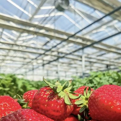 Système hydroponique de fleurs Serre en verre de toit de type A pour une grande production commerciale