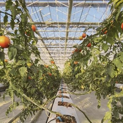 Serre en verre multi-système pour les fleurs personnalisée selon vos spécifications