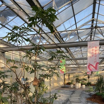 Serre en verre à couche unique pour l'agriculture des légumes