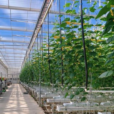 Serre en verre à prix raisonnable pour la culture des légumes et à prix abordable garanti