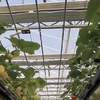 Système hydroponique de serre en verre à écran d'ombrage pour une culture optimale