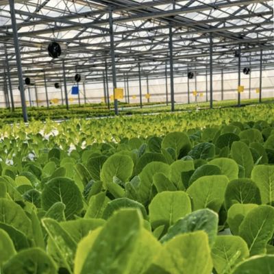 Système hydroponique de serre en verre à écran d'ombrage pour une culture optimale
