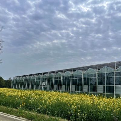 Payeur initial Serre en verre d'origine chinoise avec système hydroponique à longue portée