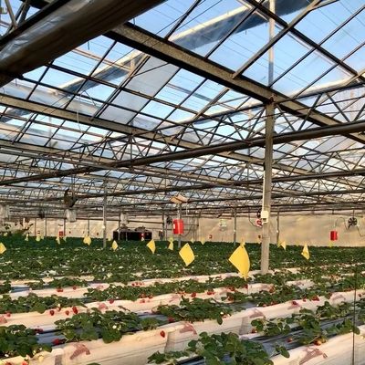 Payeur initial Serre en verre d'origine chinoise avec système hydroponique à longue portée