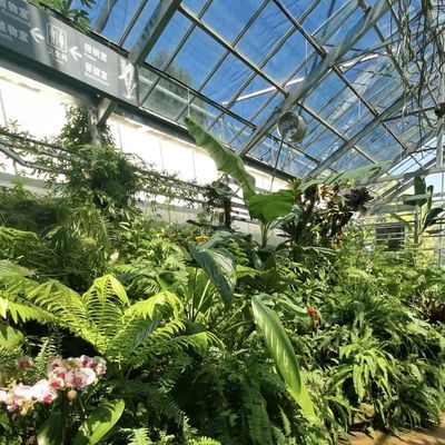 Payeur initial Serre en verre d'origine chinoise avec système hydroponique à longue portée