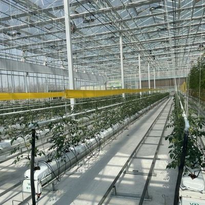 Serre en verre à haute transmission lumineuse pour légumes Retour des restitutions Jusqu'à 30 jours