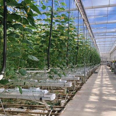 Serre en verre à haute transmission lumineuse pour légumes Retour des restitutions Jusqu'à 30 jours