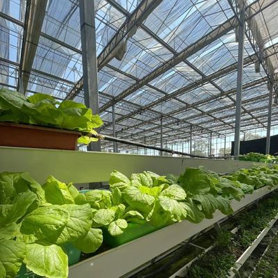 Serre à légumes hydroponiques recouverts de verre avec écran d'ombrage et structure en acier
