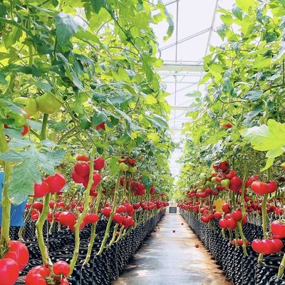 Serre à légumes hydroponiques recouverts de verre avec écran d'ombrage et structure en acier