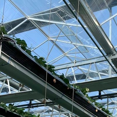Grande serre en verre: l'environnement idéal pour la culture hydroponique des légumes