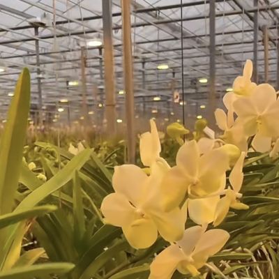 Une serre en verre élégante et des légumes hydroponiques améliorent l'efficacité de votre agriculture