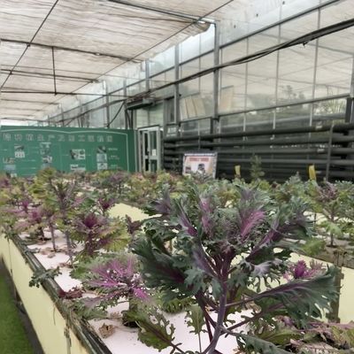 Une serre en verre élégante et des légumes hydroponiques améliorent l'efficacité de votre agriculture