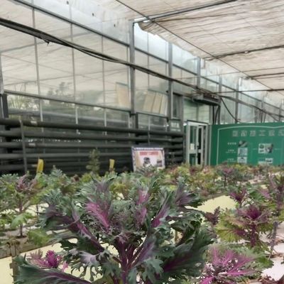 Système hydroponique de serre en verre à prix raisonnable pour une utilisation maximale de l'espace
