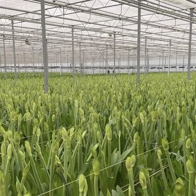 Système hydroponique de serre en verre à prix raisonnable pour une utilisation maximale de l'espace