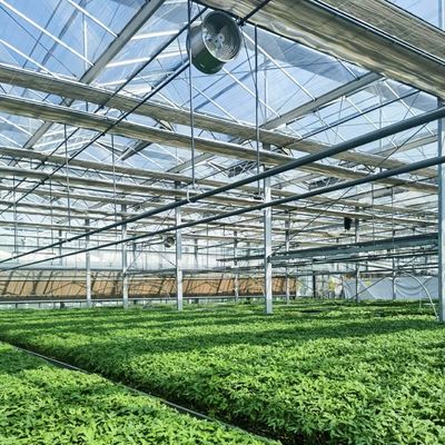Système hydroponique de serre en verre à prix raisonnable pour une utilisation maximale de l'espace