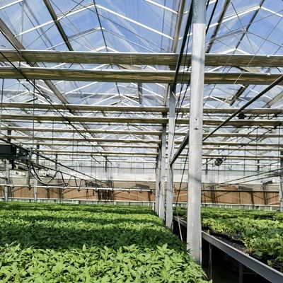 Système hydroponique de serre en verre à prix raisonnable pour une utilisation maximale de l'espace