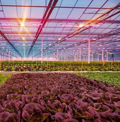 US Float single span greenhouse pour les légumes/fruits/fleurs et restitutions de restitution