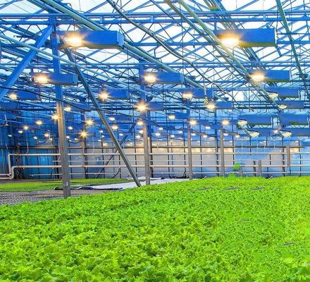US Float single span greenhouse pour les légumes/fruits/fleurs et restitutions de restitution