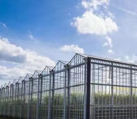 US Float single span greenhouse pour les légumes/fruits/fleurs et restitutions de restitution
