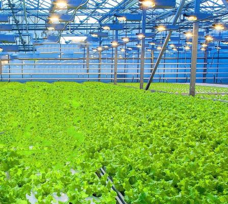 Système de culture hydroponique en serre commerciale JX-h0075 pour la production de légumes