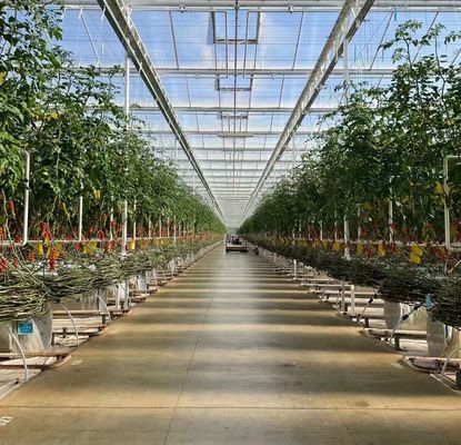 Serre à double couche pour la plantation de légumes avec irrigation à goutte à goutte et structure en acier