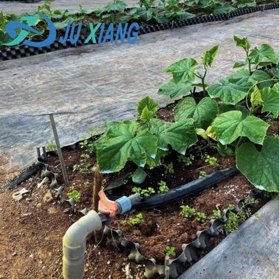 Environnement contrôlé pour les semences/légumes/fruits/fleurs Serre hydroponique pour les semis